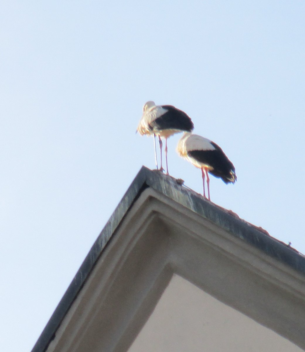 Viola5Erika's tweet photo. The storks are confused because the nest was removed. https://t.co/lRudbhrXd5