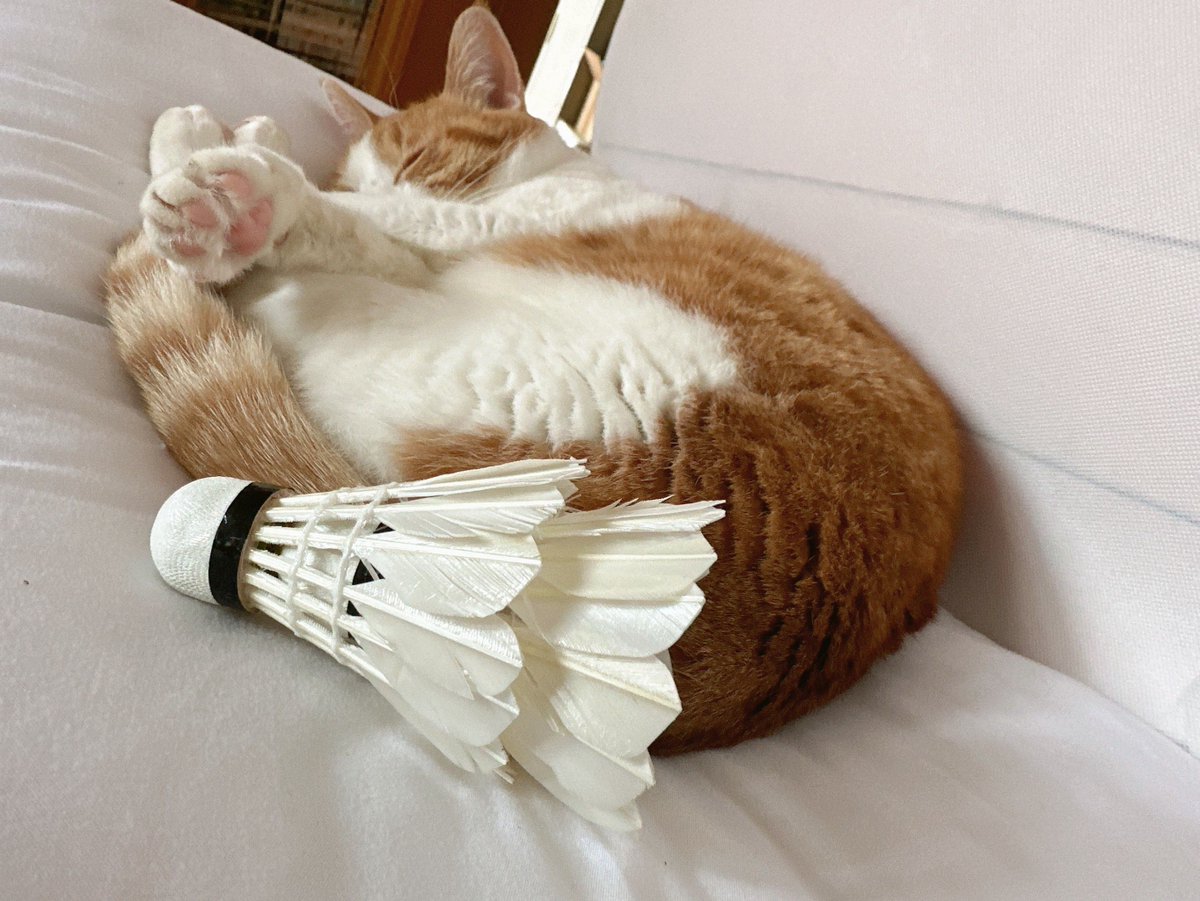 Abdelsalam tweet media