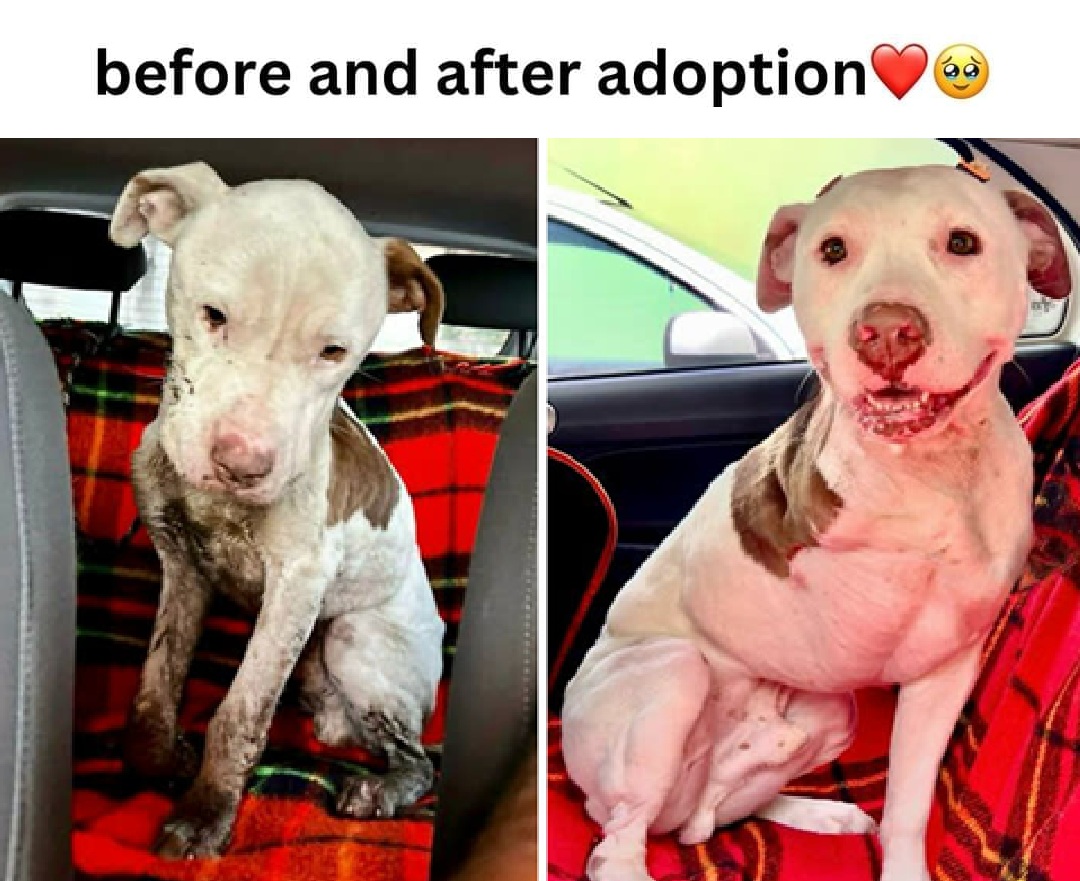 The Dalbo Dog tweet media