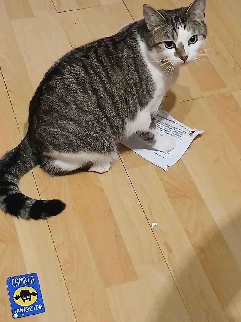 Jenny Lindsay tweet media