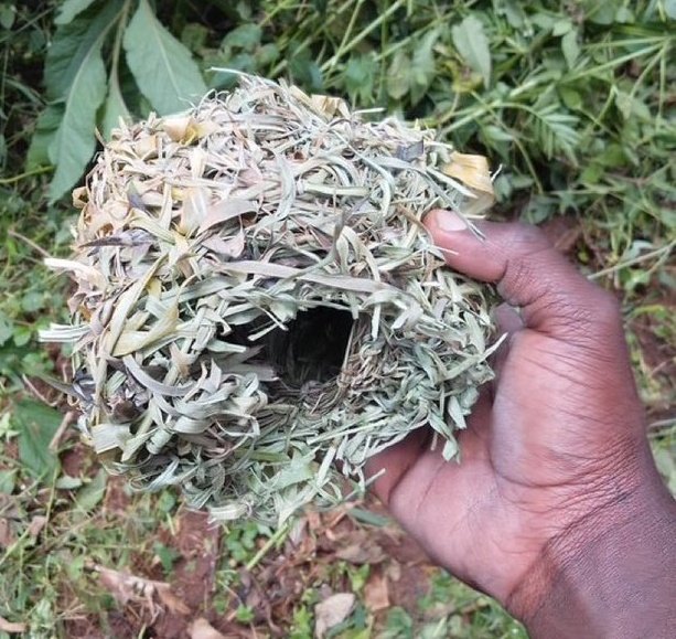 Lango Unveiled 🌴 tweet media