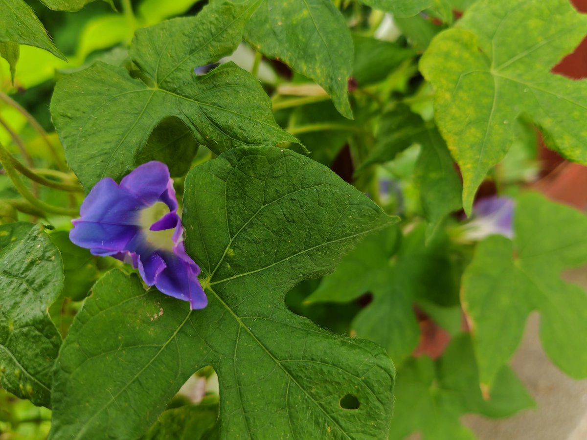 Hannah Gates tweet media