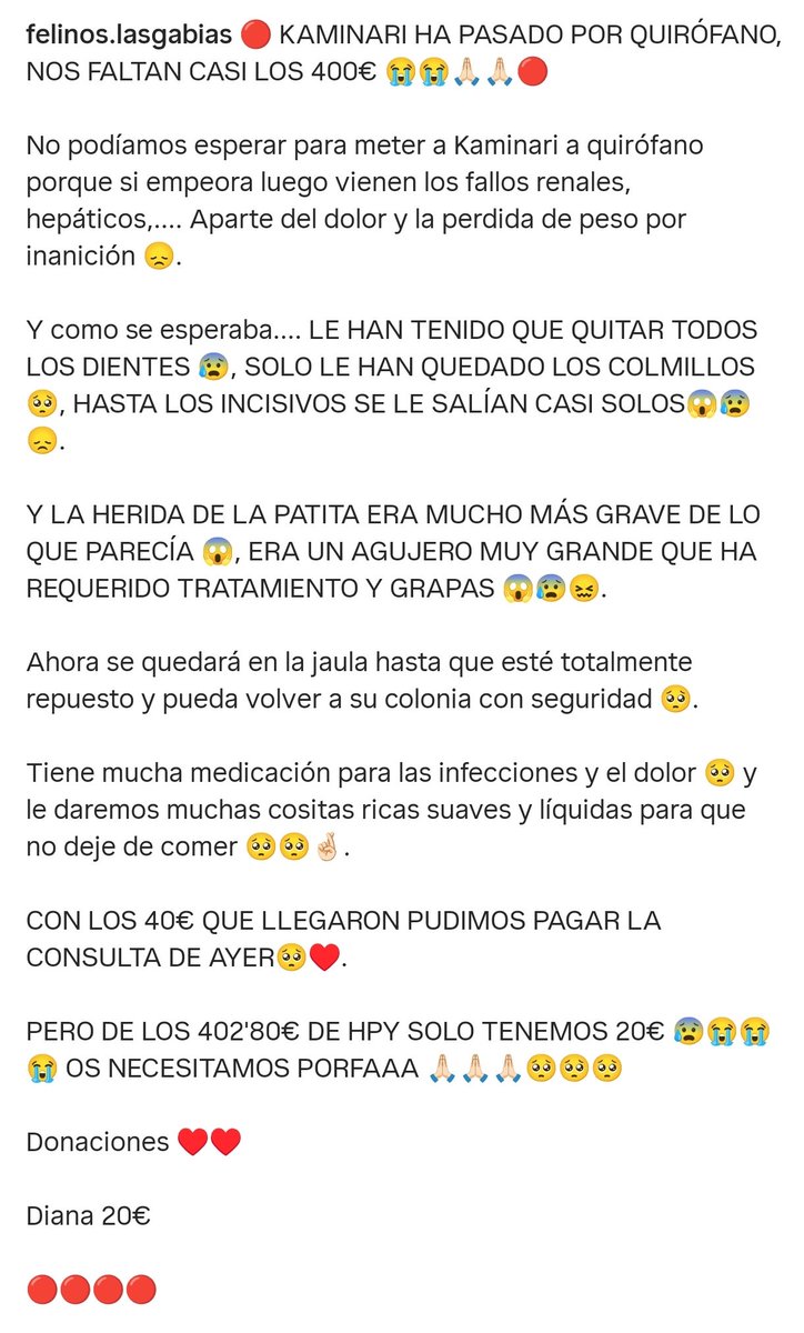 Felinos Las Gabias tweet media