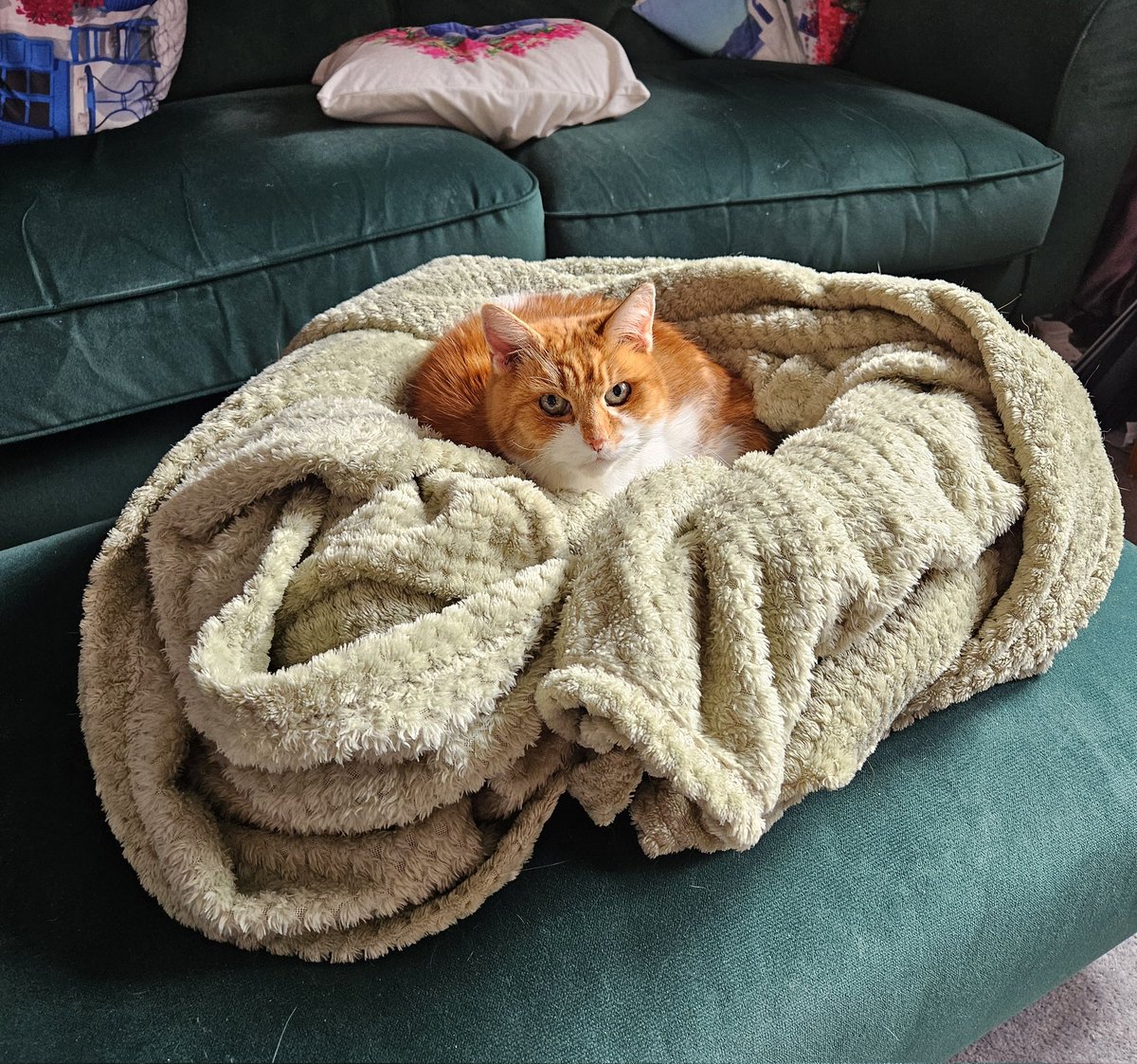 Our Ginger tweet media