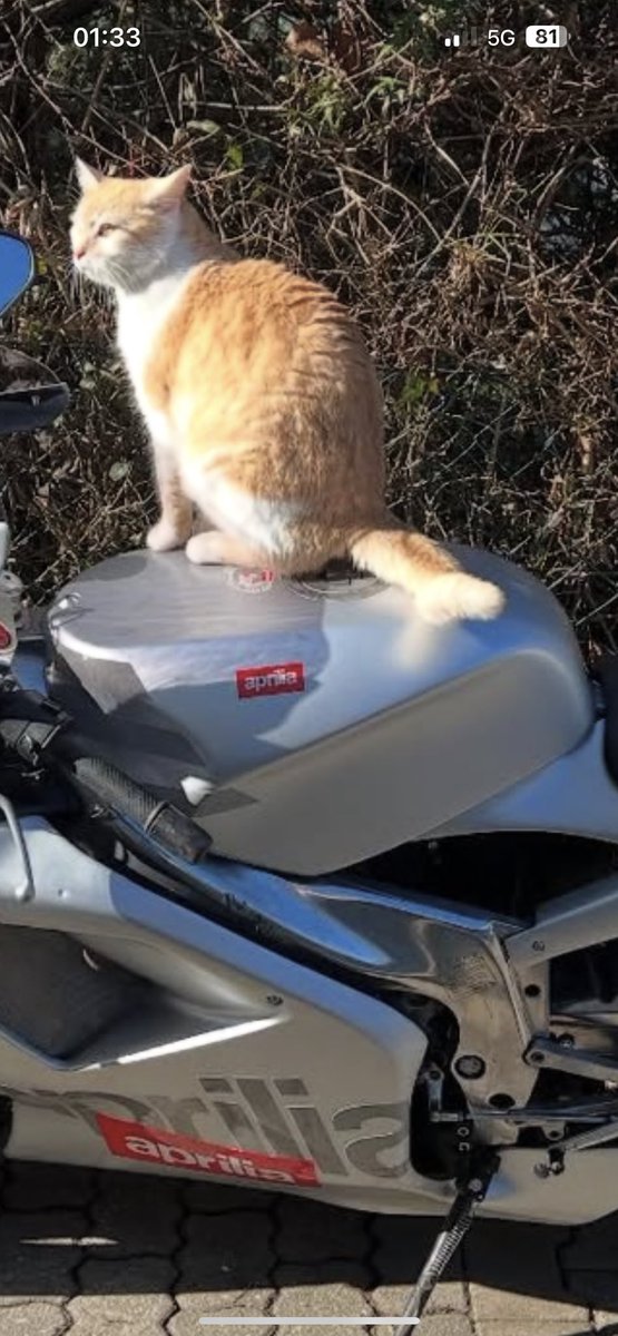 ApriliaBabo tweet media