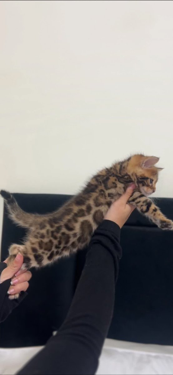 Yasmina Kibbe tweet media