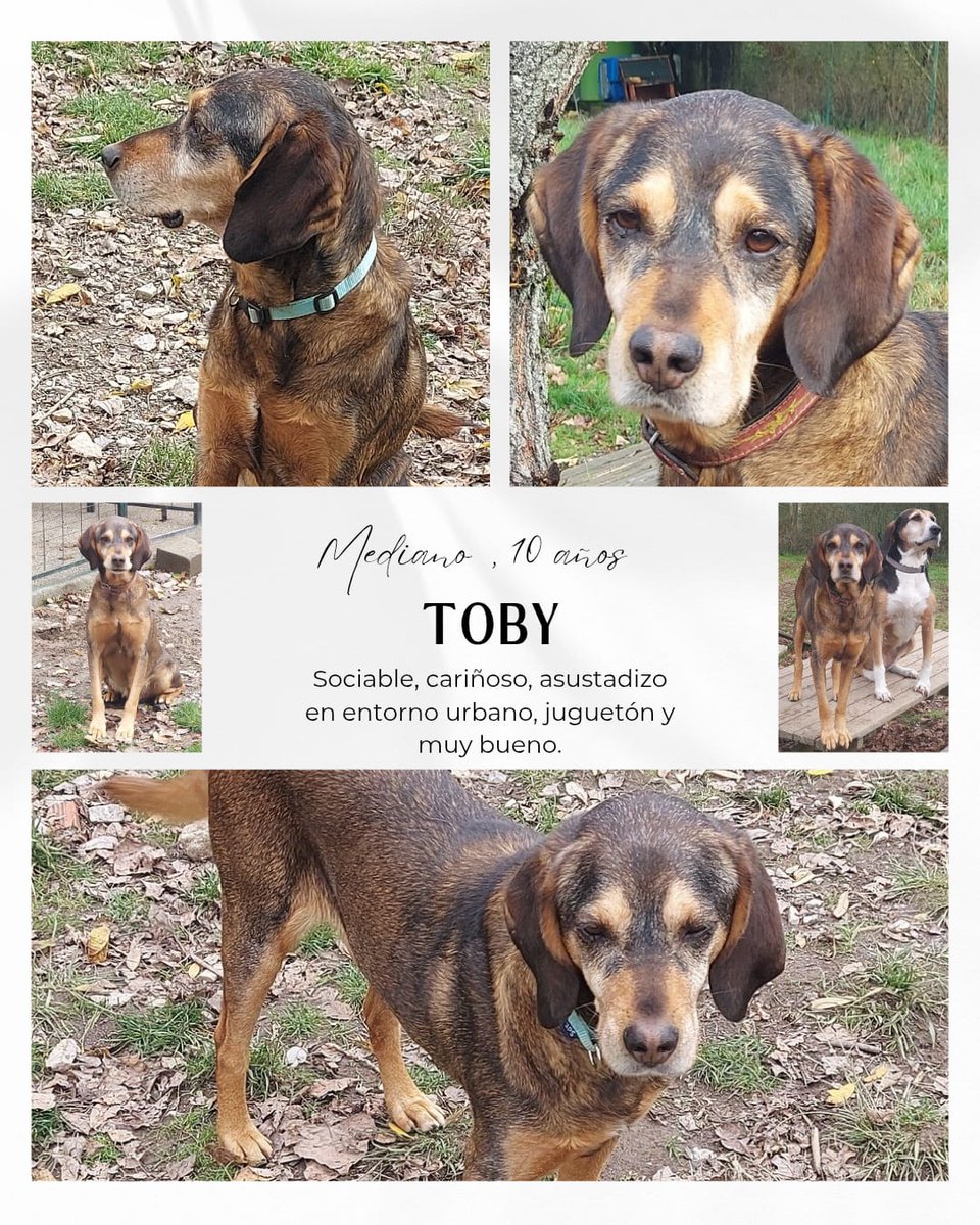 SOS Abuelos tweet media