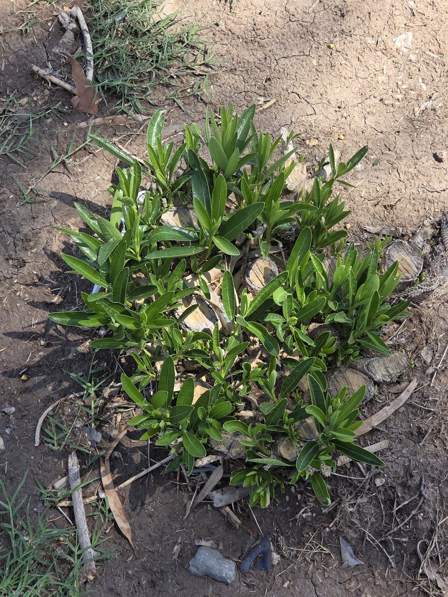 CyberHongo 💊💿 tweet media