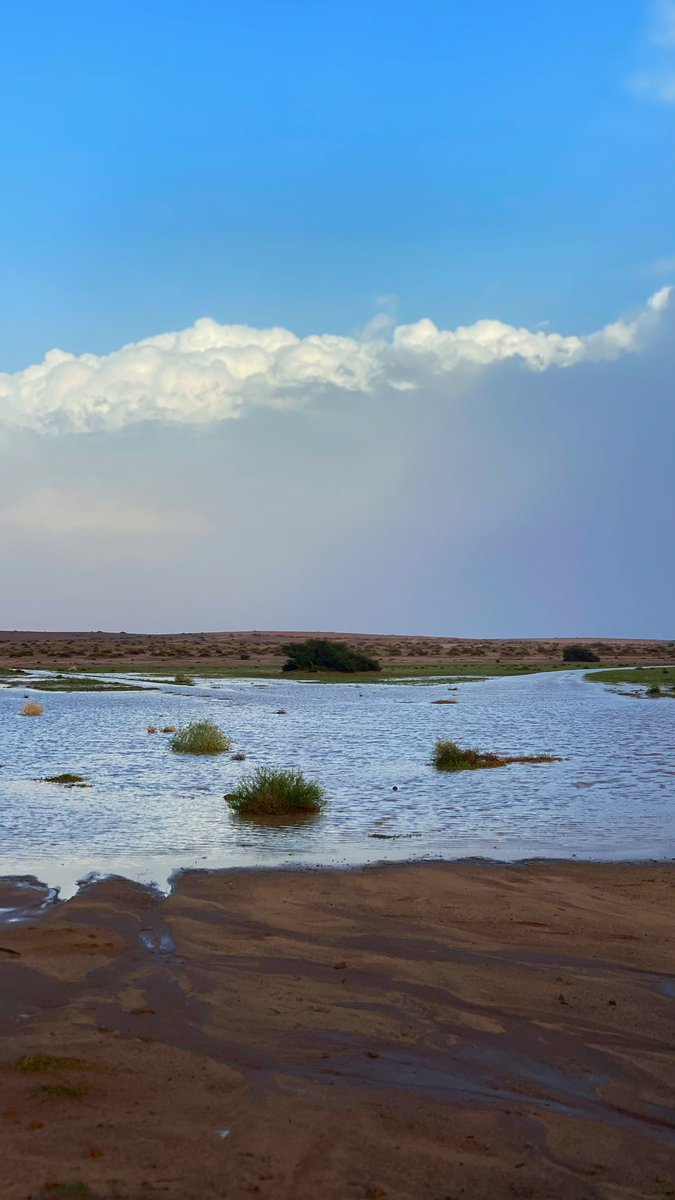 بدر الناحــز tweet media