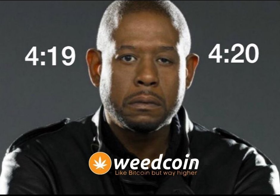 🌿☮️ CRYPTOMANCC tweet media