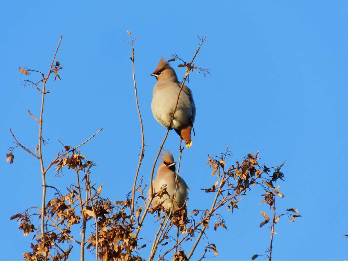 Andrew Waddison BEM tweet media