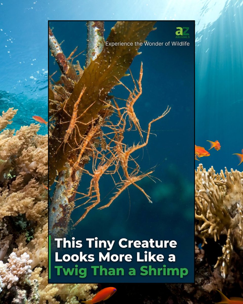 A-Z Animals tweet media