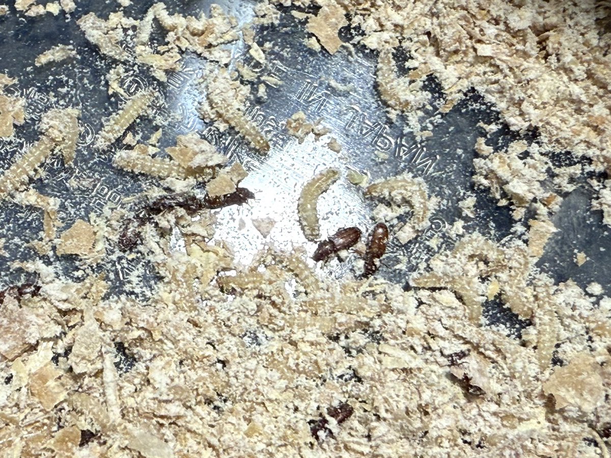 ありプロ （Arinko Project） tweet media