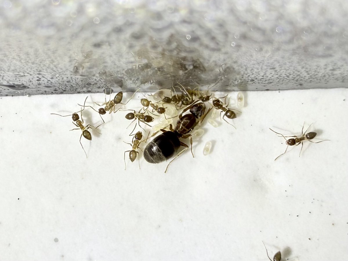 ありプロ （Arinko Project） tweet media