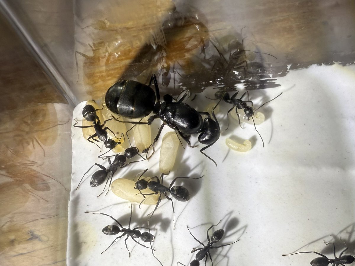 ありプロ （Arinko Project） tweet media