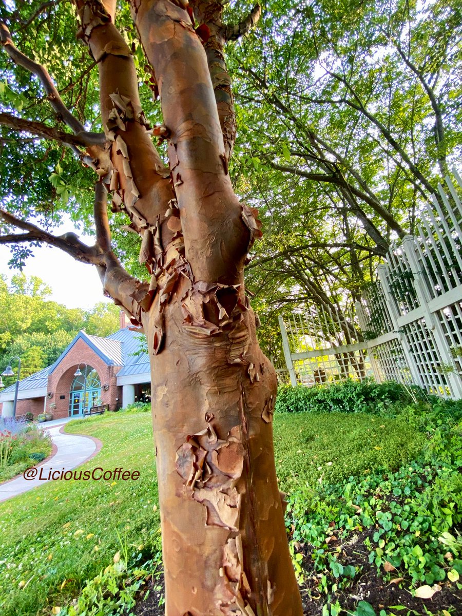 CoffeeLiciousLady tweet media