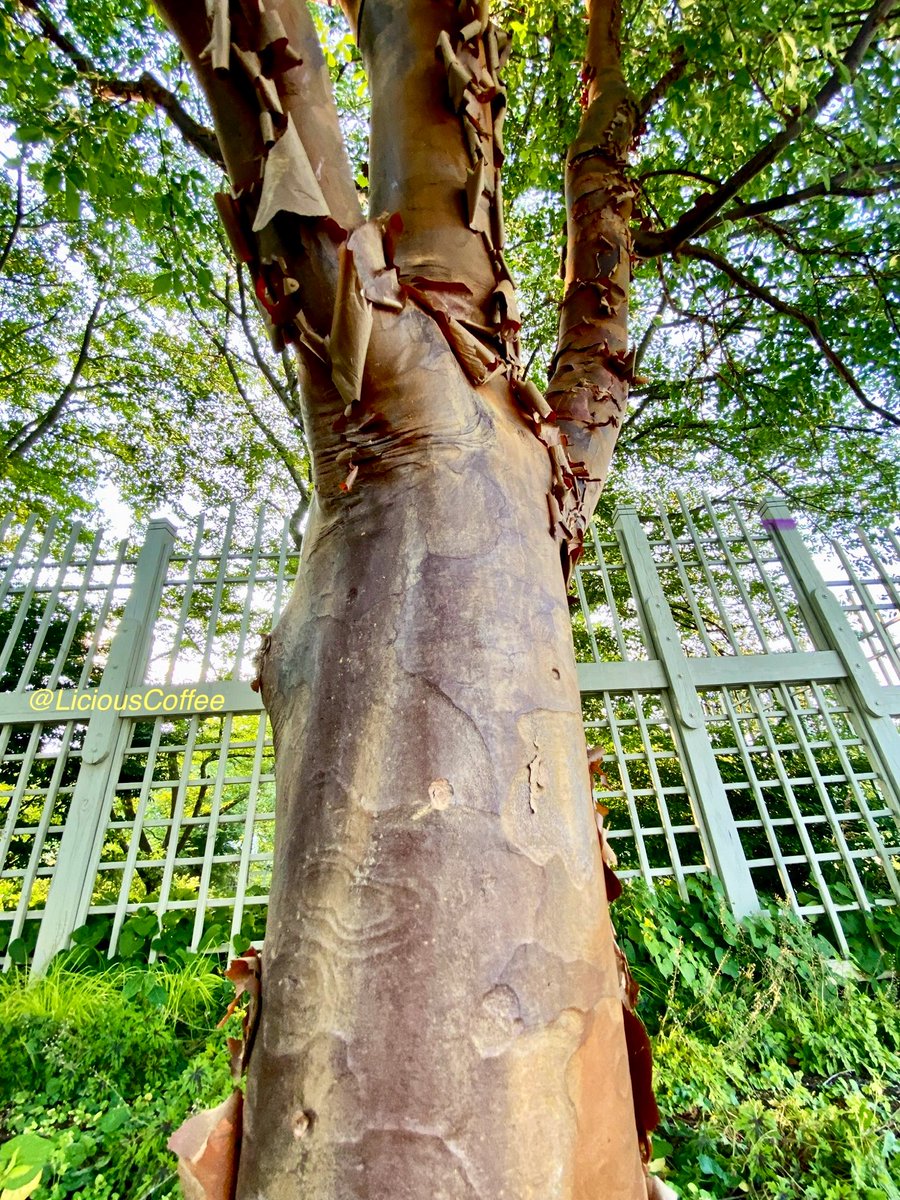 CoffeeLiciousLady tweet media