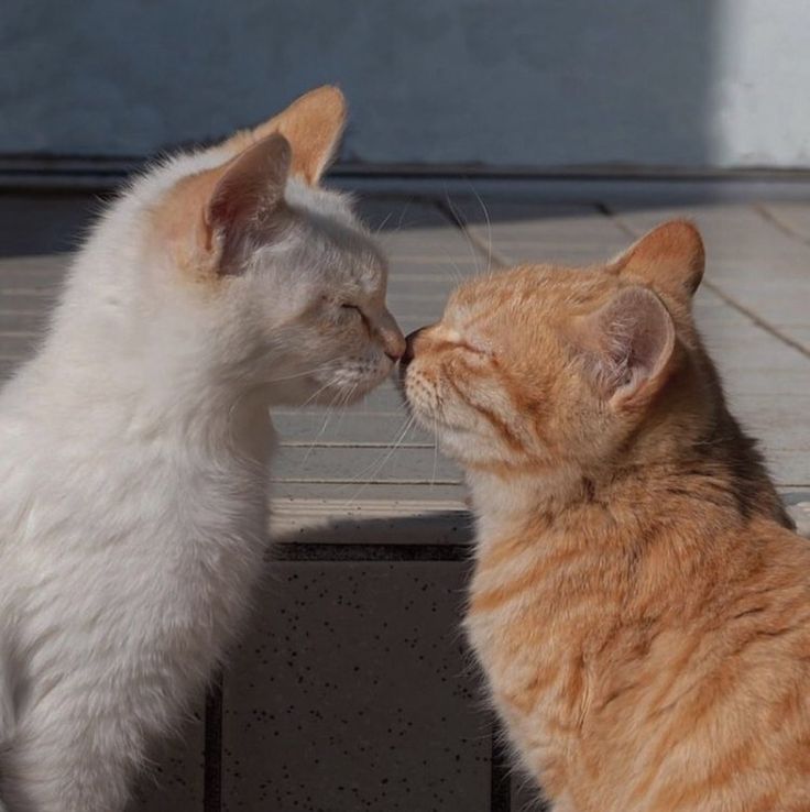 Cats all the way tweet media