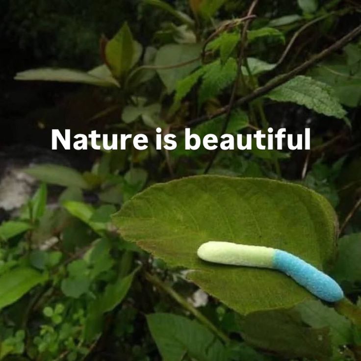 i like food tweet media