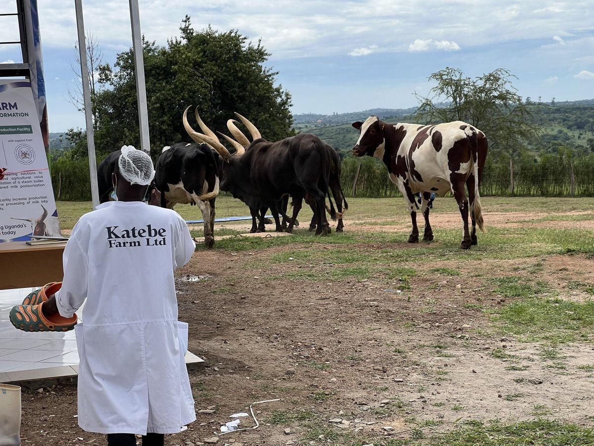 kato_esau's tweet photo. Epic moment at Gen. Kayihura’s Katebe Milk Factory launch! Photo with Minister Musenero at the innovative dairy upgrade powered by innovative local tech from EDiC—like biomass boilers and advanced pasteurization. A game-changer for farmers & Uganda’s agro-economy!🇺🇬💪 #KatebeFarm https://t.co/XnUrHXpfMp