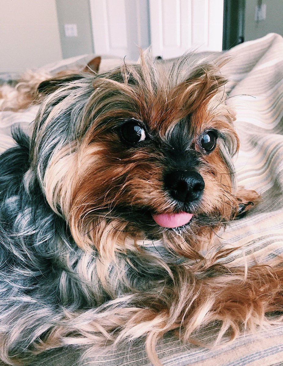 Sandra the Hollow 𐕣 tweet media