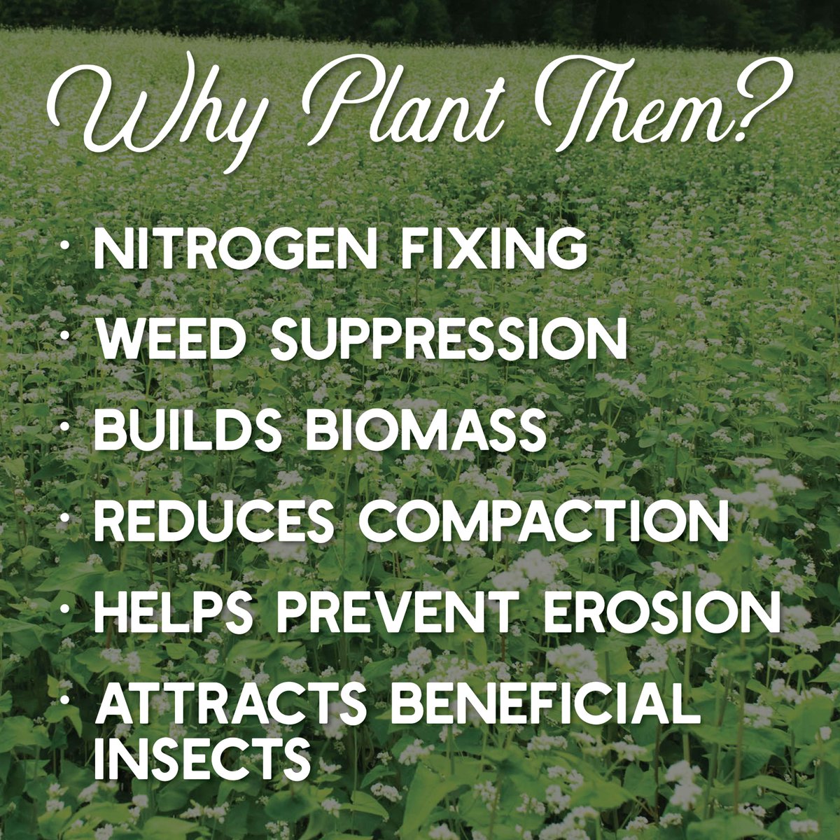 True Leaf Market tweet media