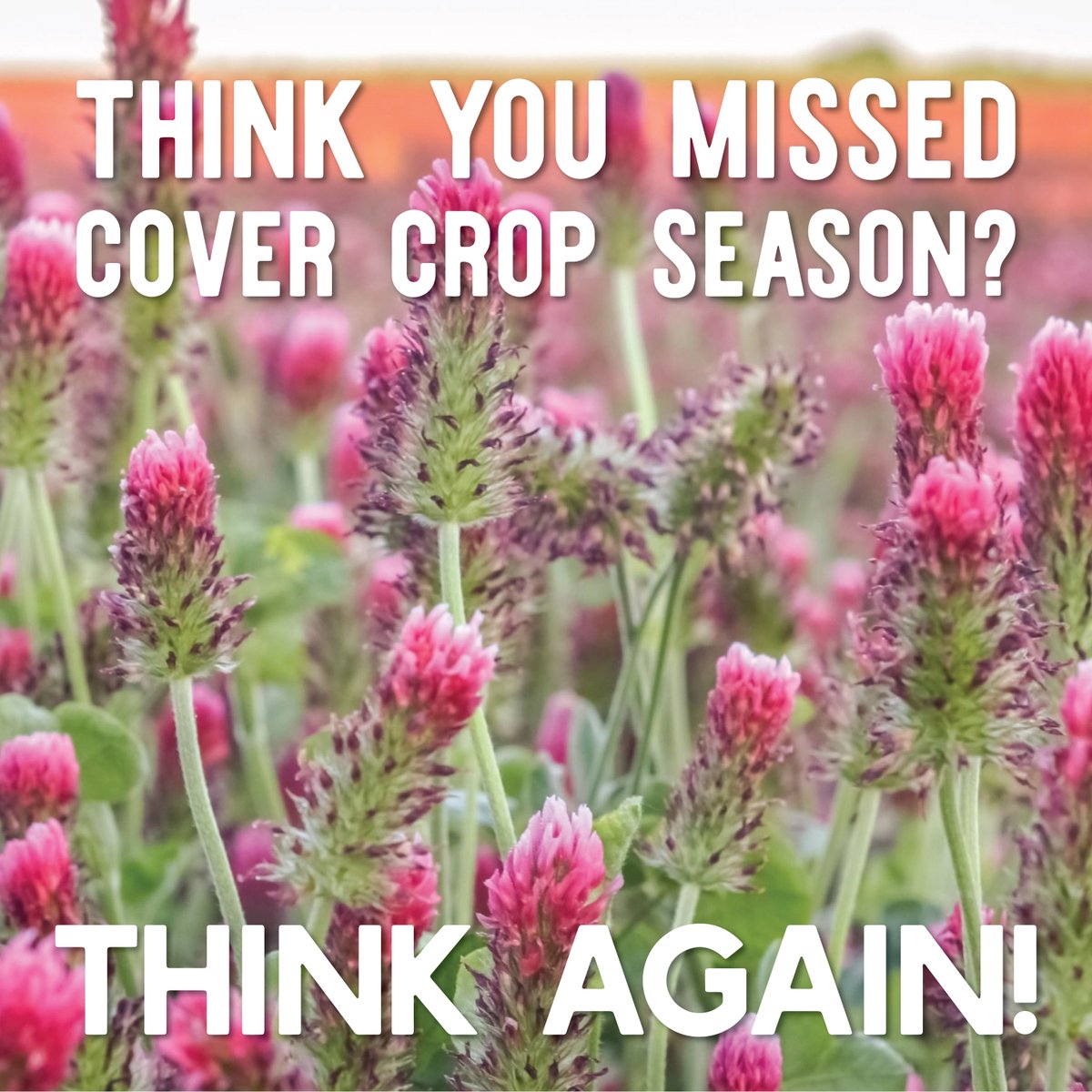 True Leaf Market tweet media