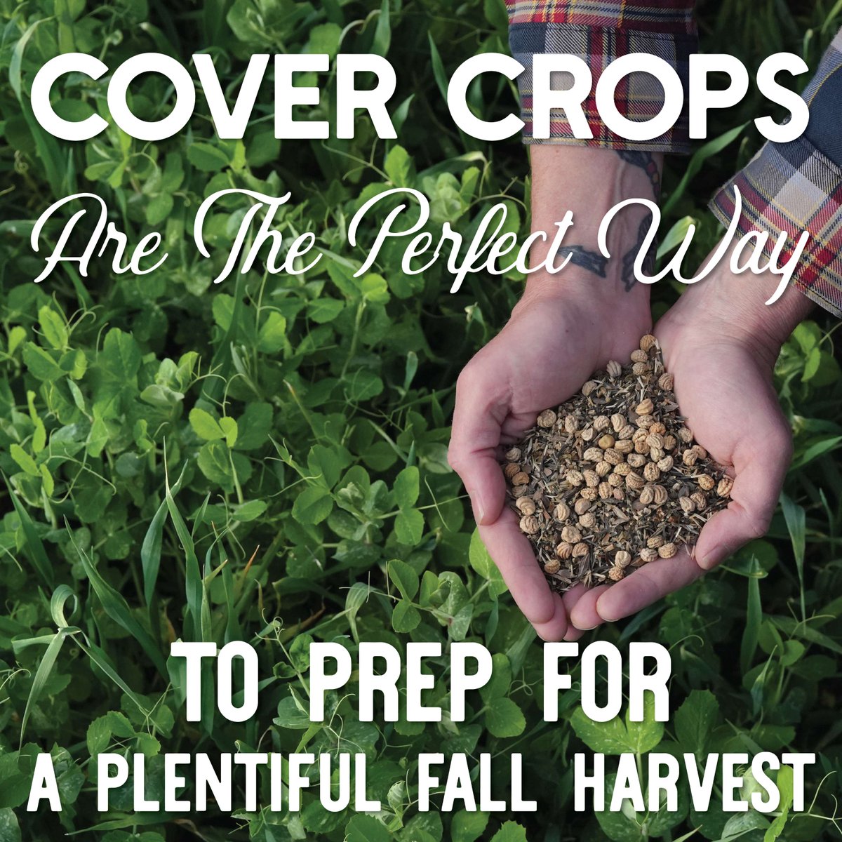 True Leaf Market tweet media