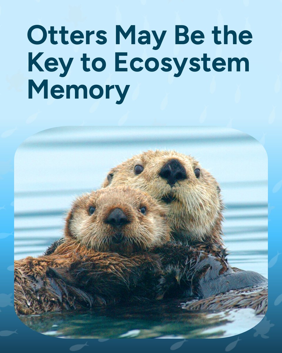 Wave Browser tweet media