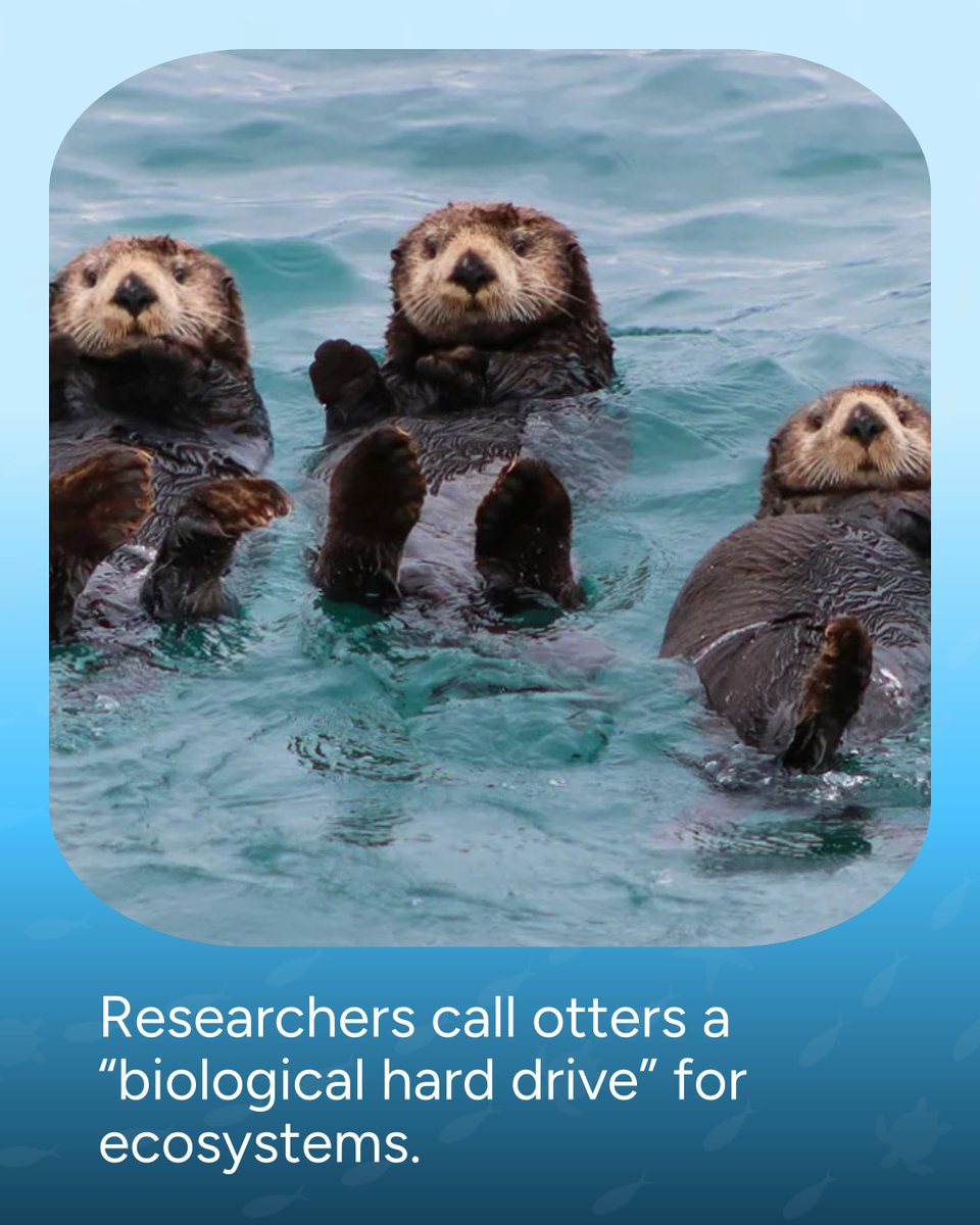 Wave Browser tweet media