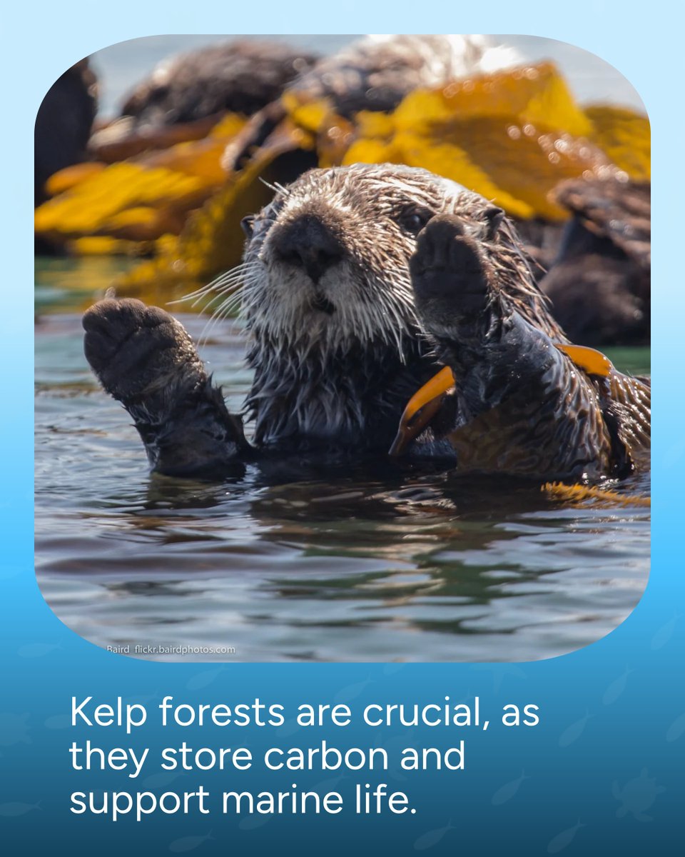 Wave Browser tweet media