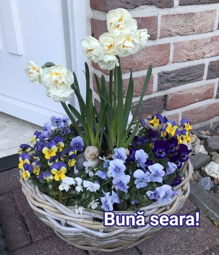 Mihail Feciorescu tweet media