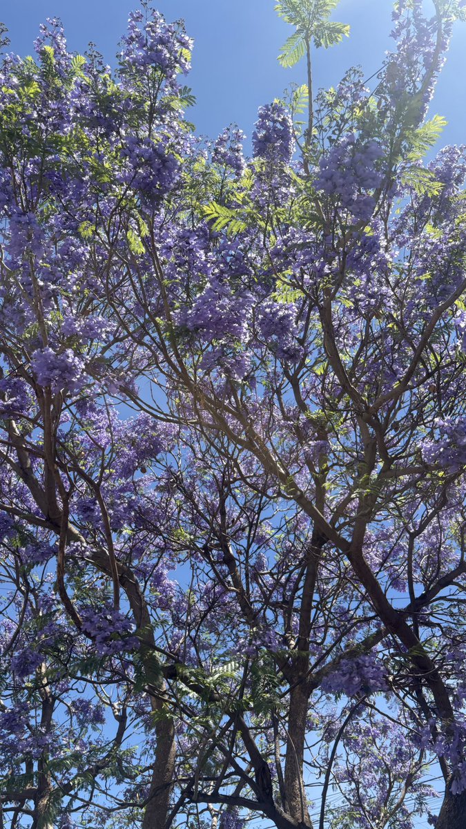 MissPau__'s tweet photo. Jacaranda en Morelia💜 https://t.co/HtMFLlNVJe