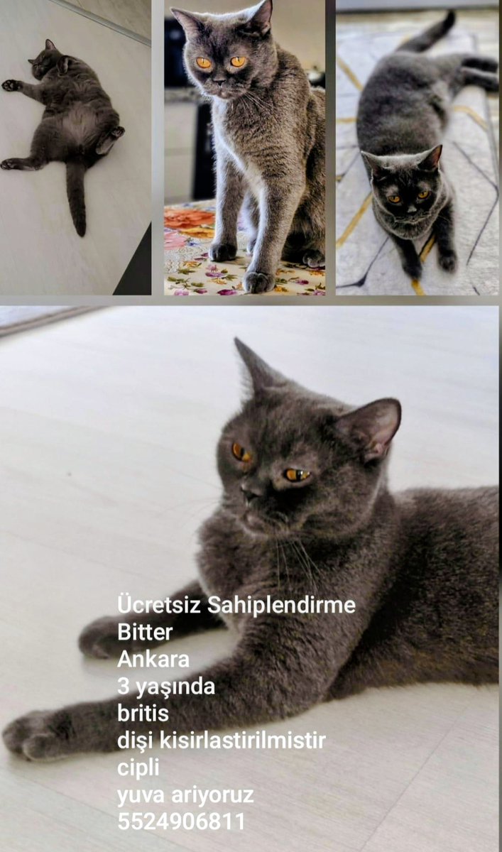 Yüksel Bayram tweet media