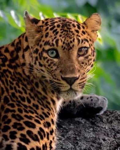 The Figen tweet media