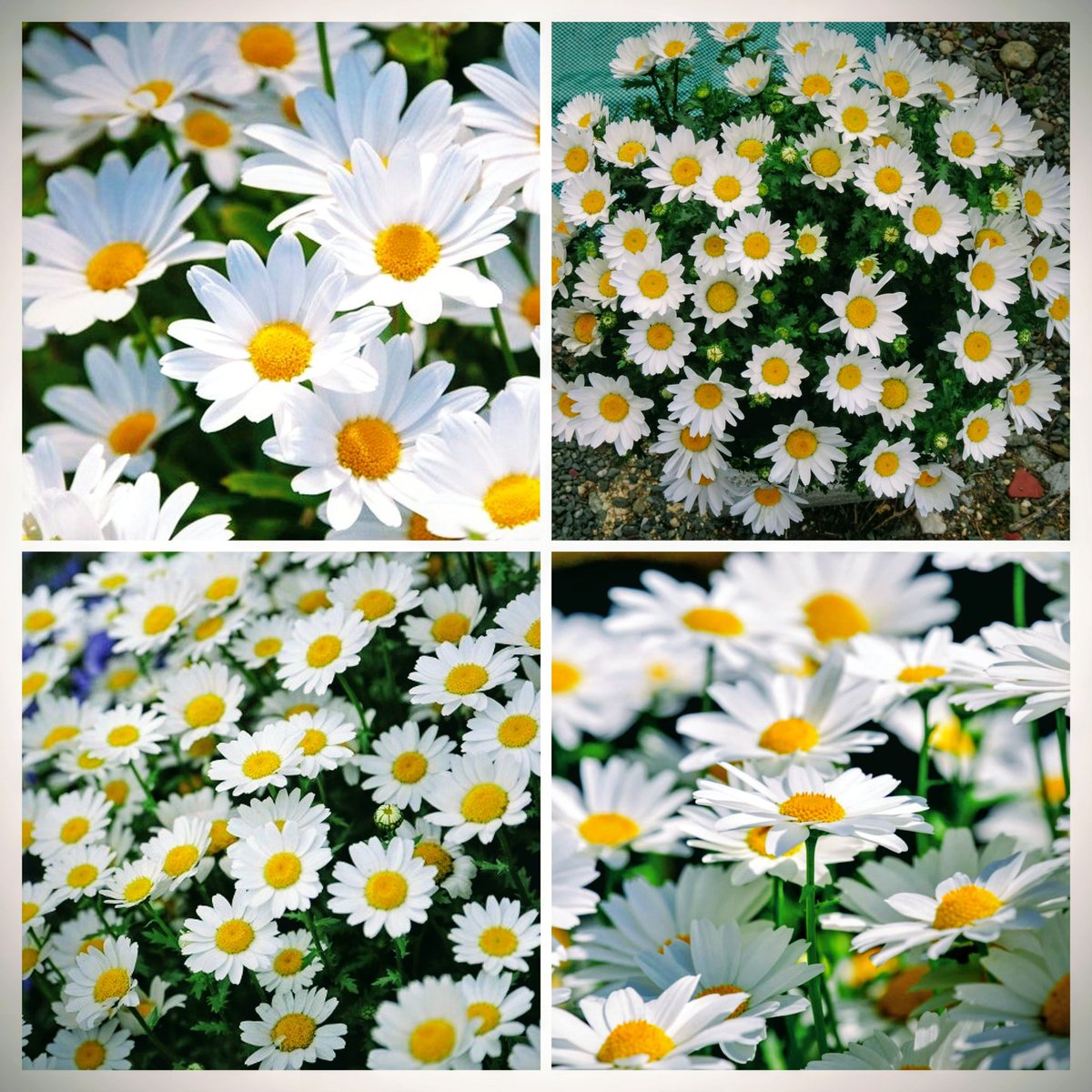 🍒✨のん✨🍒のんちゃん❤︎ポスト📮見てね🍀 tweet media