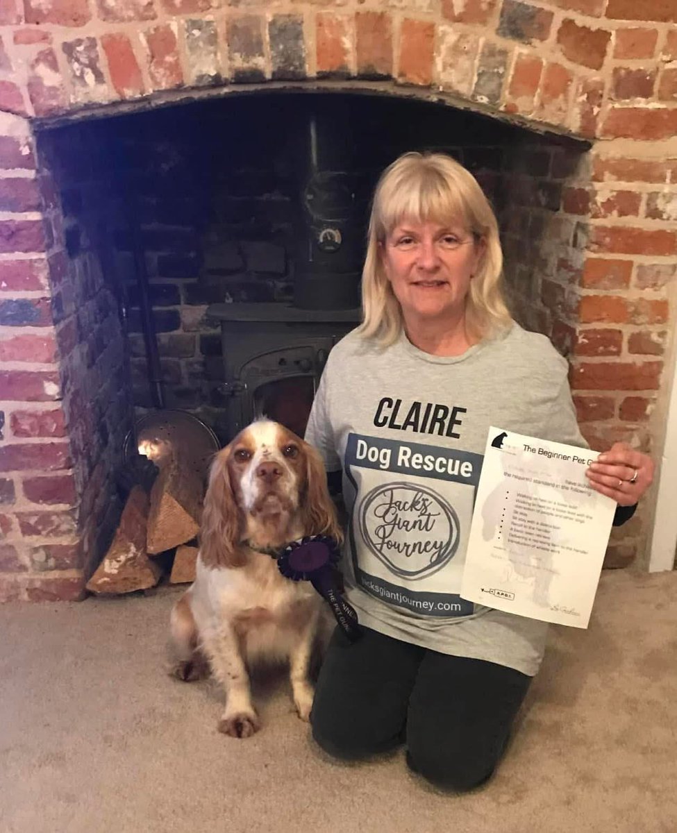 spaniel alert tweet media