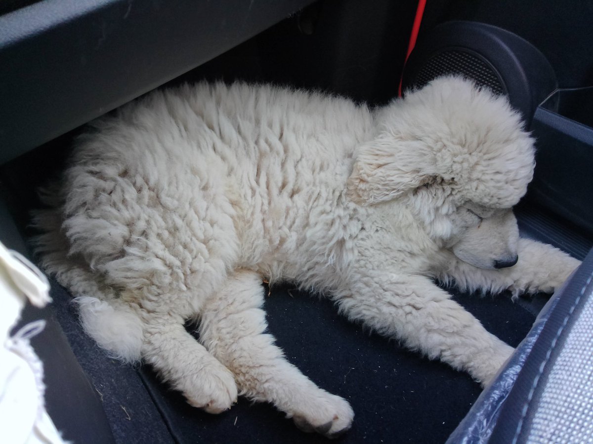 Assar Contini tweet media