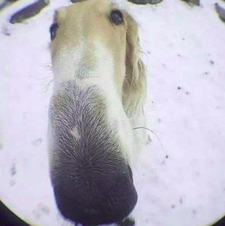 Fork Found In Porkchop tweet media