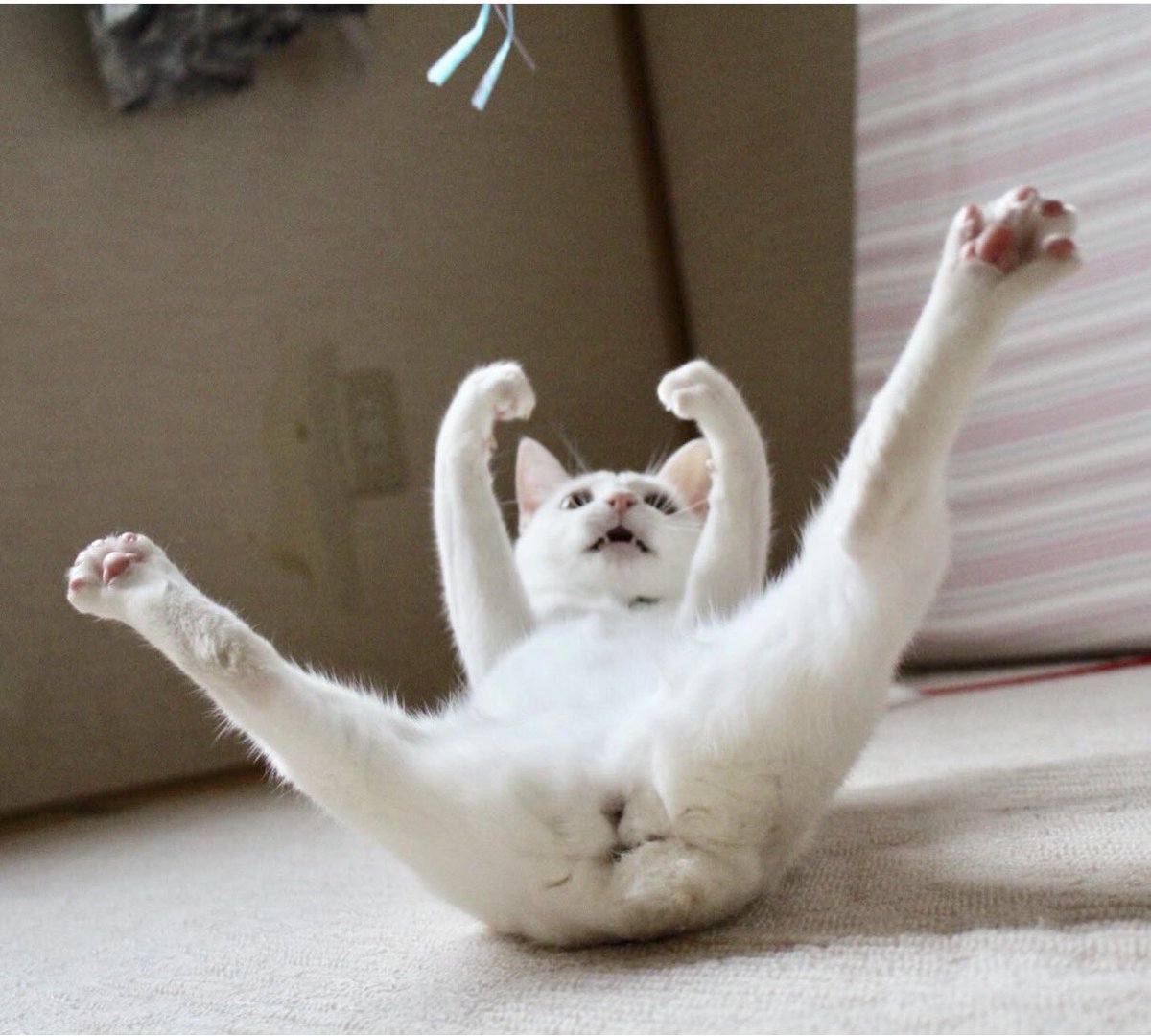 しんばぷー tweet media