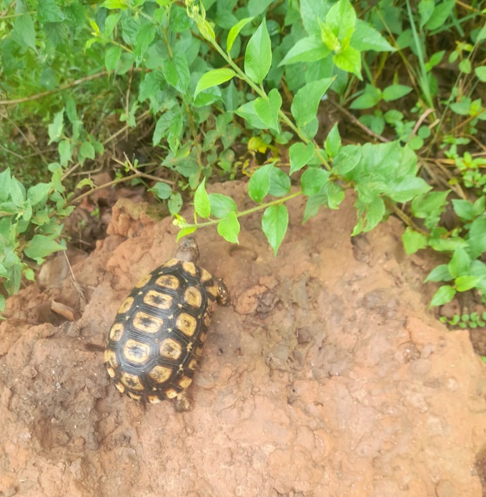 AIBIS_UG's tweet photo. Have you ever seen a tortoise in real life? If not, a nature walk at the AIBIS Ecopark in Kyankwanzi District might just give you that chance—you could be lucky enough to encounter the legendary ‘wise’ tortoise face to face. Photo taken in the morning of 24 March 2026. https://t.co/WPwE1Wf2QO
