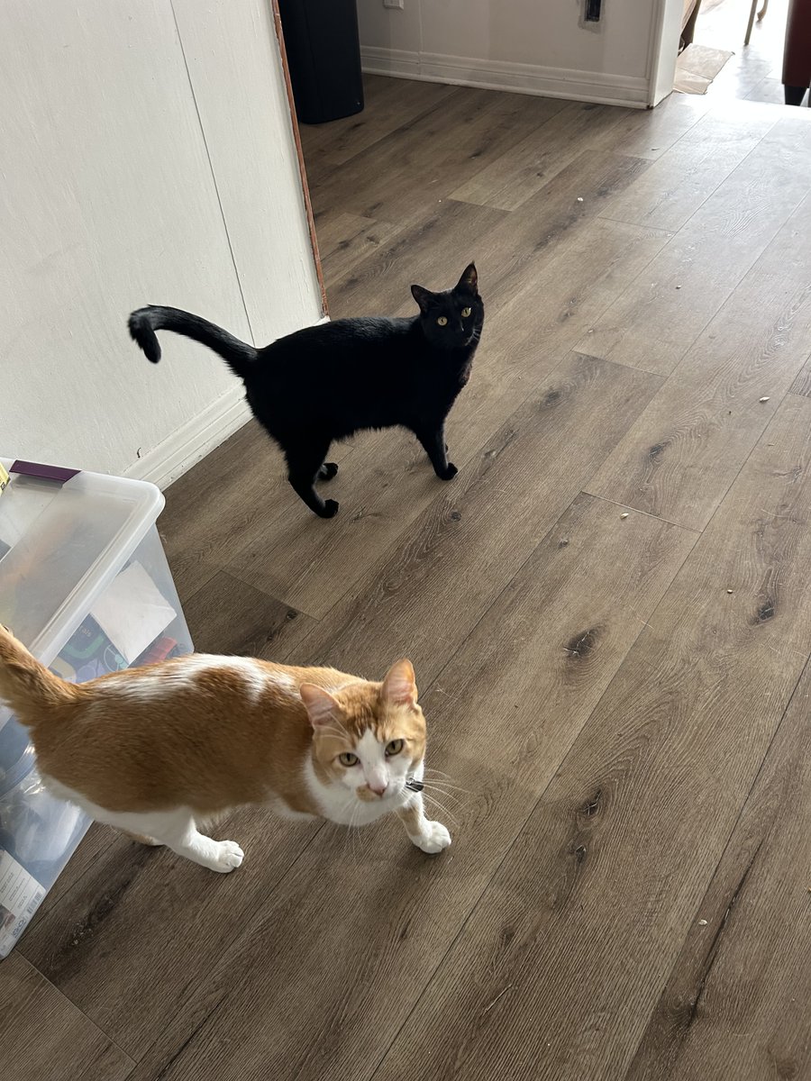 the feral wisdom (formerly Cassie "Flams" Ventura) tweet media