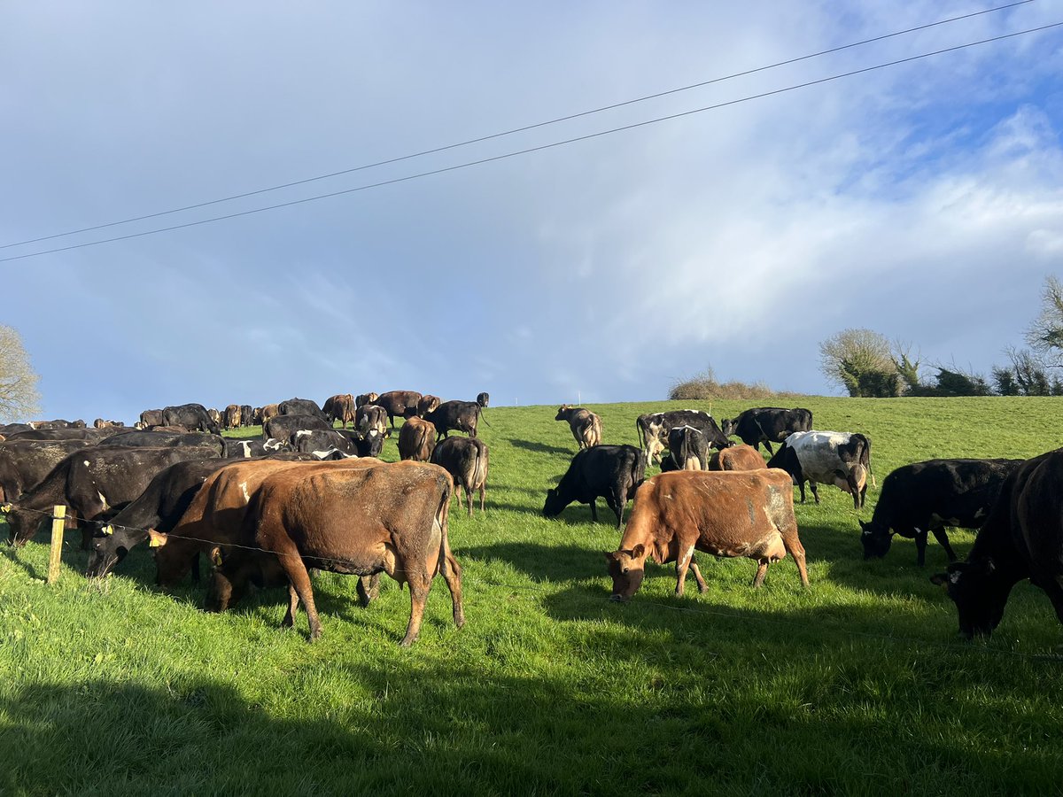 sprinkles785's tweet image. Twas nice between the downpours 😅…. Tipping away just shy of 2.2kgms …#OAD