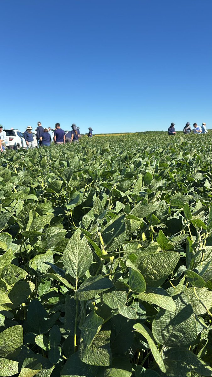 Semillas Génesis tweet media