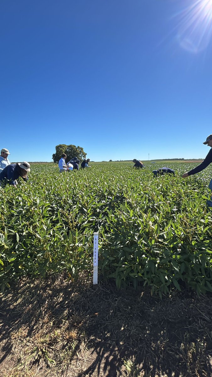 Semillas Génesis tweet media