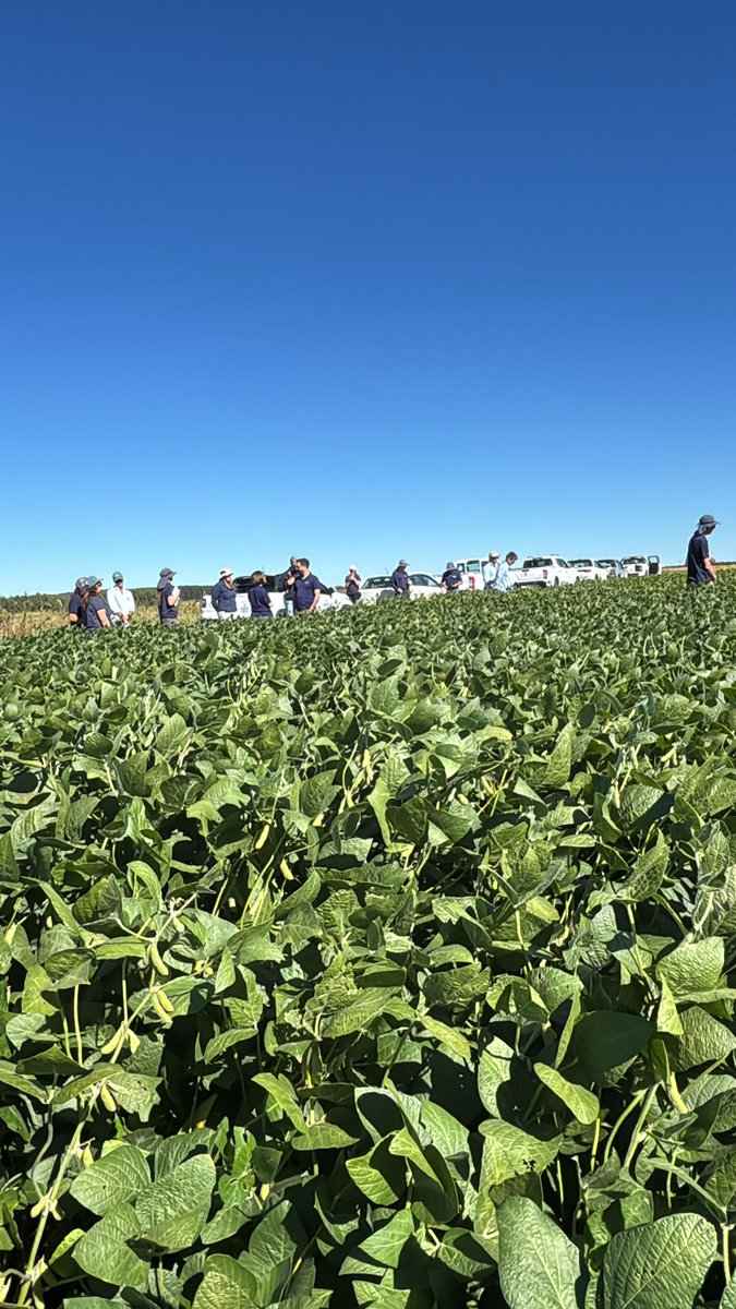 Semillas Génesis tweet media