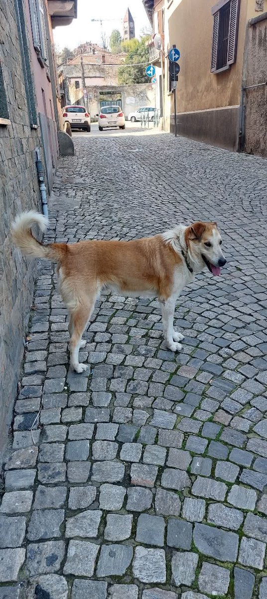 Serenella Raimondo tweet media