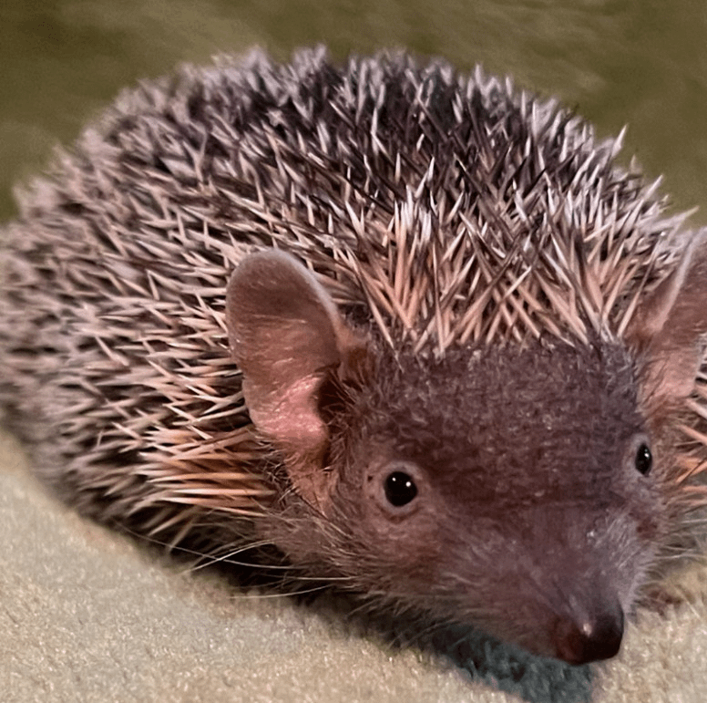 shoopdahoop22 🦋 (looking for baddud13) tweet media