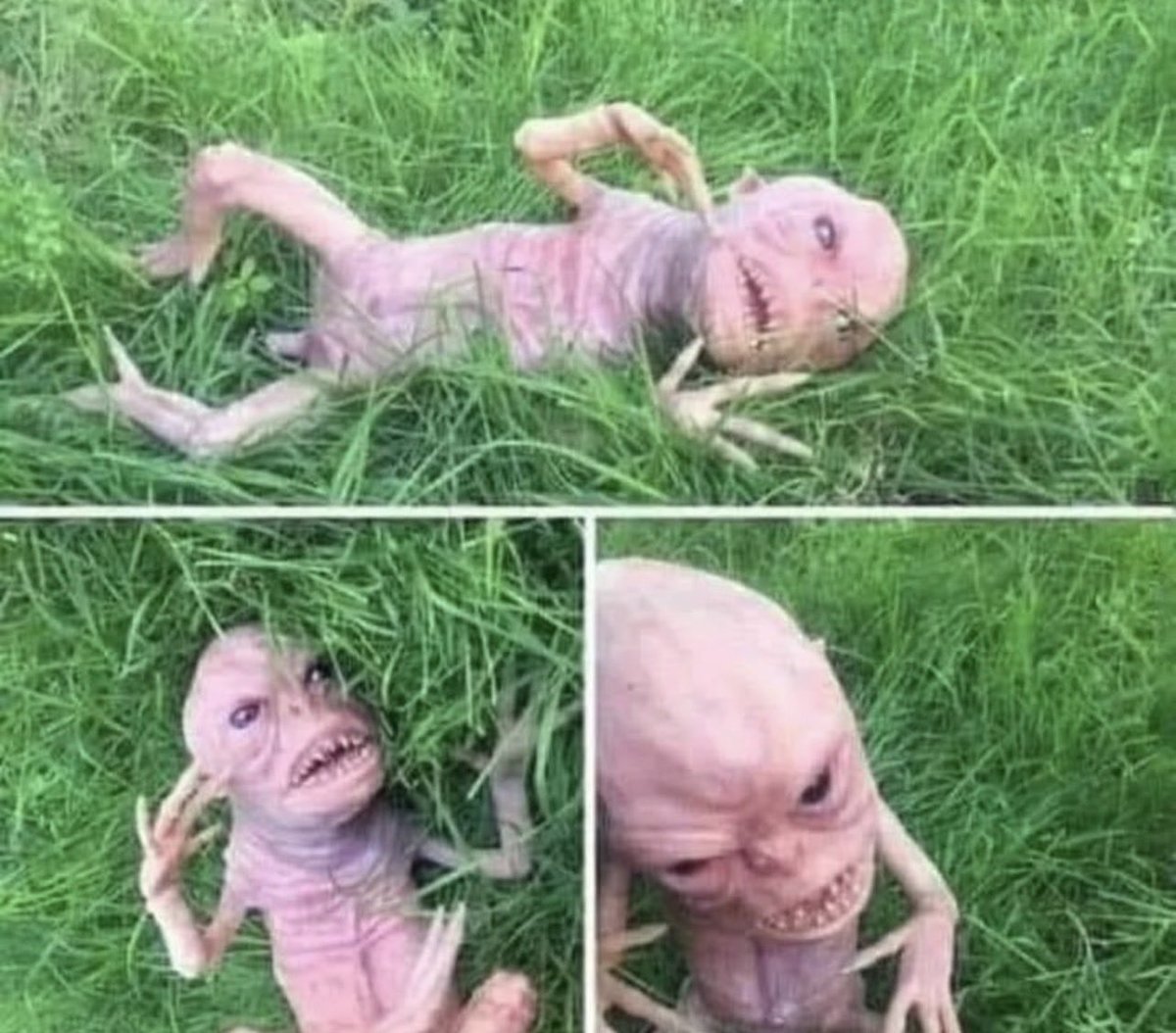 Droghiere tweet media