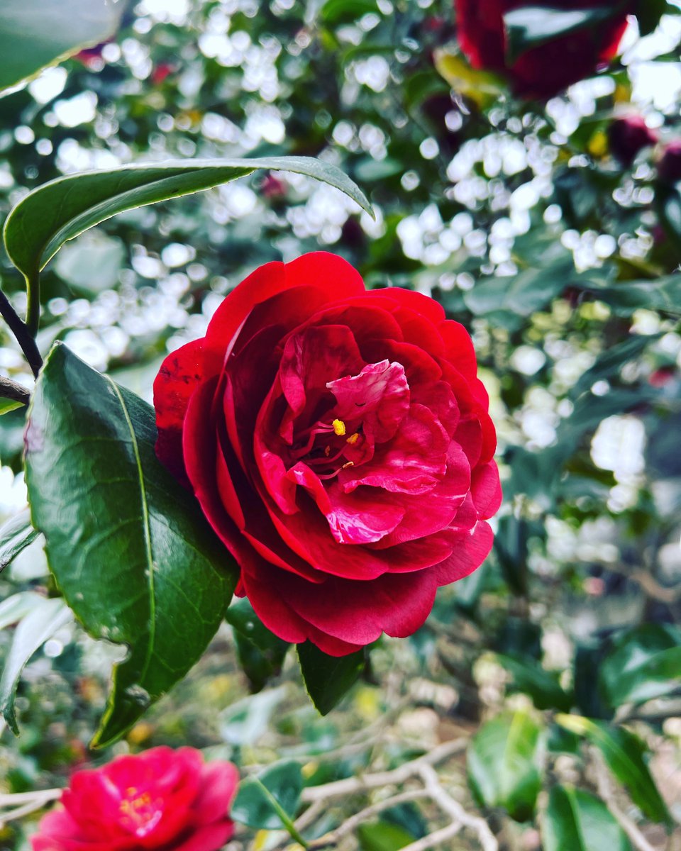 ༺✦🍁𝐆𝐚𝐫𝐫𝐞𝐥🍁✦༻ tweet media